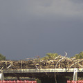 15_10-mast.jpg