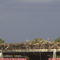15_15-mast.jpg