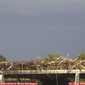 15_20-mast.jpg