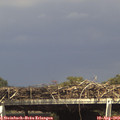 15_30-mast.jpg