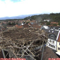 15_40-nest.jpg