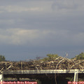15_50-mast.jpg
