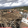 15_50-nest.jpg