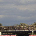 15_55-mast.jpg