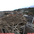 16_15-nest.jpg