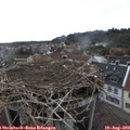 16_50-nest.jpg
