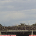 17_20-mast.jpg