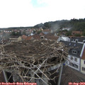 17_20-nest.jpg