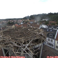 17_25-nest.jpg