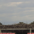 17_35-mast.jpg