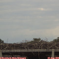 17_40-mast.jpg
