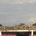 17_45-mast.jpg