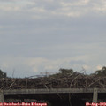 17_50-mast.jpg