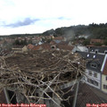 17_50-nest.jpg