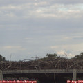 17_55-mast.jpg