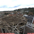 17_55-nest.jpg