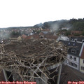 18_20-nest.jpg