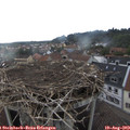 18_30-nest.jpg