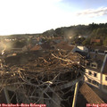 19_10-nest.jpg