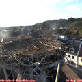19_15-nest.jpg
