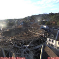 19_20-nest.jpg