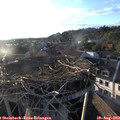 19_25-nest.jpg