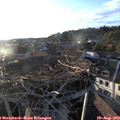 19_30-nest.jpg