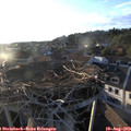 19_35-nest.jpg