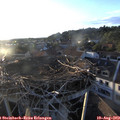 19_40-nest.jpg