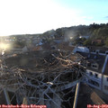 19_45-nest.jpg
