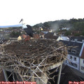 07_00-nest.jpg