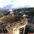 07_10-nest.jpg