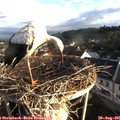 07_15-nest.jpg