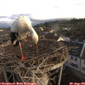 07_20-nest.jpg
