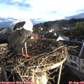 07_25-nest.jpg