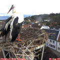 07_30-nest.jpg