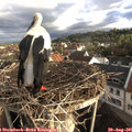 07_35-nest.jpg