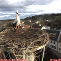 07_50-nest.jpg