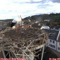 07_55-nest.jpg