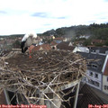 08_00-nest.jpg