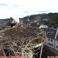 08_05-nest.jpg