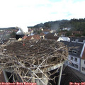 08_10-nest.jpg