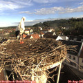 08_15-nest.jpg