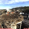 08_25-nest.jpg