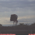08_30-mast.jpg