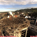 08_30-nest.jpg