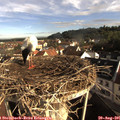 08_35-nest.jpg