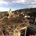 08_40-nest.jpg