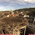 08_50-nest.jpg