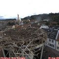 09_10-nest.jpg
